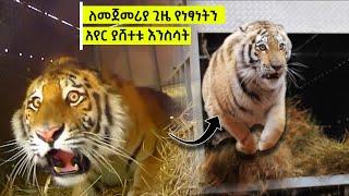 እንስሳት ለመጀመሪያ ጊዜ ነፃ ሲሆኑ | እውቀት ሚዲያ | Ewqate Media