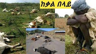 #የስሜን ወሎ አስደንጋጭ  ከብቶችን ከገበሬወች ላይ ቀምተው ገደሉቸው ????????ለማየት ይስቃል