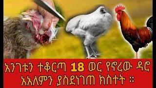 ❗️አስራ 18 ወር ያለ ጭንቅላት የኖረው ዳሮ አስገራሚ መረጃ〕