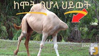 ከሞት በሆላ ኖረው ያሳዩ ድንቅ እንስሳት????????part 2 #rophnan  #denk lijoch #amharicmovie #habeshatiktok #shorts 