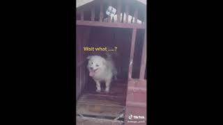 ????Funny Dog Video 2020???? ???? It's time to LAUGH |when the cage is open #Shorts​ || Estif Habesh