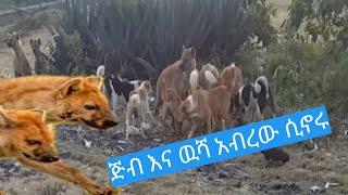 ጅብ እና ውሻ አብረው ሲኖሩ Hyena and dog living together