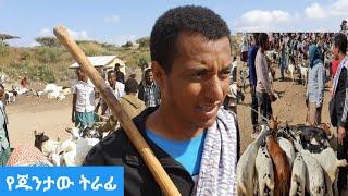 ከጁንታው የተረፉ ፍየሎች በባቲ ከተማ // ባቲ ከጁንታው ነፃ ከወጣች በሀላ (mame tube)