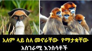 አለም ላይ ስለ መኖራቸው የማታቋቸው አስገራሚ እንስሳቶች - Zena Maleda - Seifu ON EBS - ድንቅ ልጆች