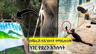 ከእንስሳት የማይጠበቅ ነገር ያደረጉ እንስሳት | ewqate media | እውቀት ሚዲያ