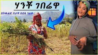 ሃንቾ ገበሬዋ በገራዶ ባቄላ ሰብሏን እየሰበሰበች ነዉ #genet #ethio #seifuonebs #ኤፊሾዉ #ebc #ደሴ#gerado