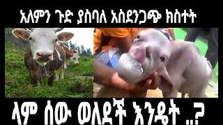 ላም ሰው ወለደች እንዴት ?አለምን ጉድ ያስባሉ አስደንጋጭ ክስተቶች