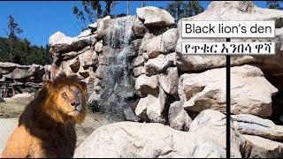 Black lion's den | የጥቁር አንበሳ ዋሻ | Ethiopia