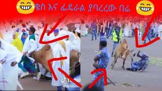 በአዲስ አበባ መስቀል አደባባይ ያመለጠው በሬ ቄስ እና ፌዴራል ሳይቀር አባረረ|Abel birhanu|zehabesha|Ethiopia:ሰበር ዜና